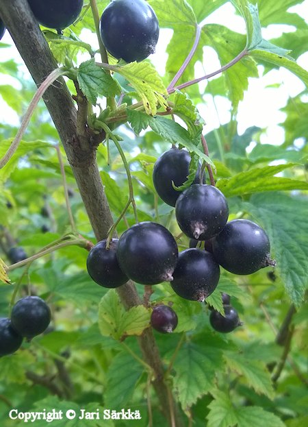 Ribes nigrum 'Pohjan Jätti', mustaherukka